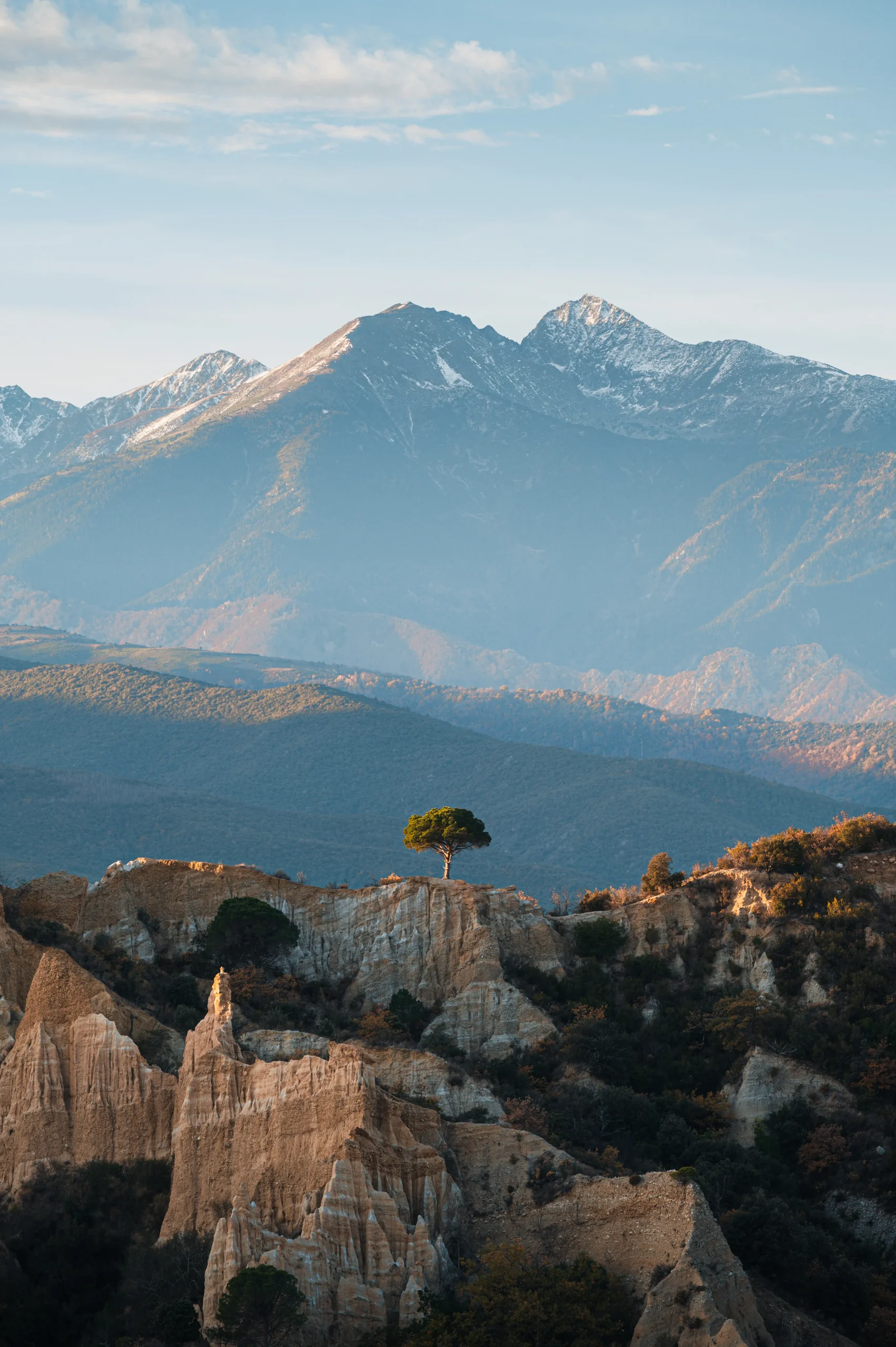 Arbre solitaire des Orgues d'Ille sur Tet, face au Canigou.